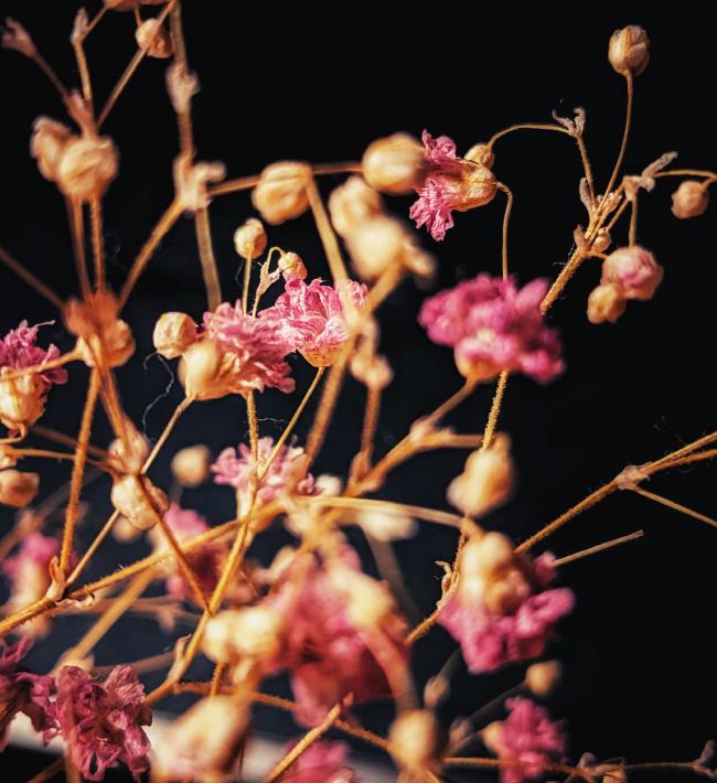 Makroaufnahme von einem durcheinander von kleinen Halmen in einem warmen Gelb-braun-Ton mit kleinen vertrockneten pinken Blüten vor einem ansonsten schwarzen Hintergrund.