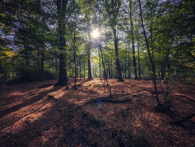 Blick auf ein Waldstück mit einem Boden voller rot braunem Laub. Die Bäume sind noch grün, wenn auch sich die ersten Blätter färben. Durch die Baumwipfel scheint die Herbstsonne.