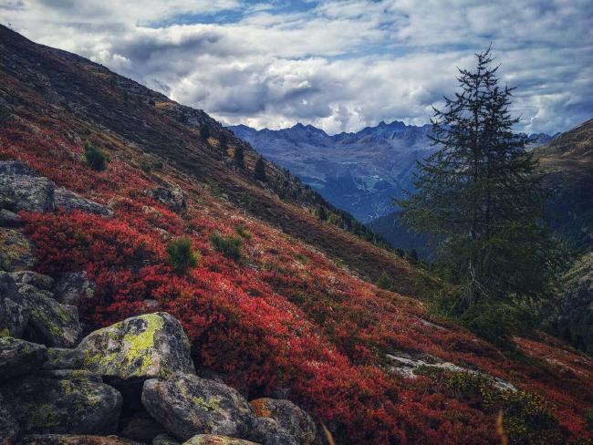 Blick über Flechten bewachsene Steine und rot gefärbte Sträucher auf eine Bergkette. Links steht ein einzelner Baum sehr prominent. Der Himmel ist bewölkt.