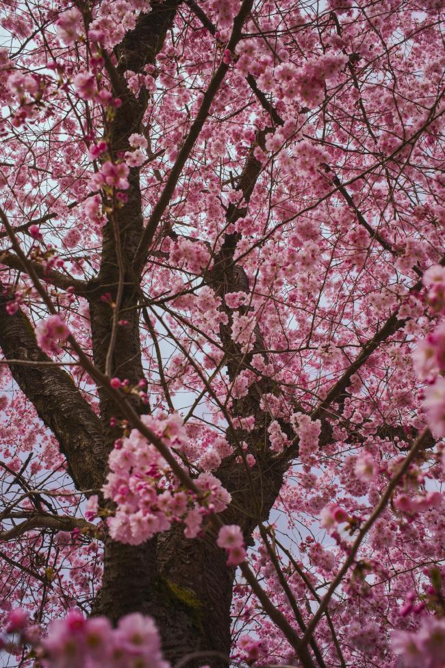 Farbbild im Portrait Format. Blick nach oben in einen Kirschbaum zwischen den dunklen Ästen ist alles voller dunkelrosa Kirschblüten. Dahinter ein graublauer Himmel.
