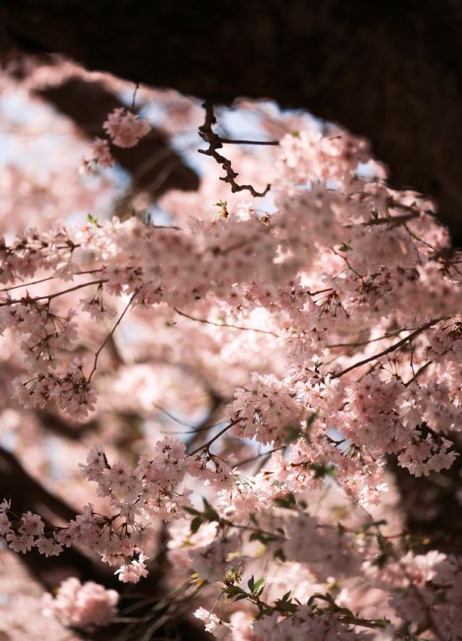 Farbbild im Portrait Format. Blick zwischen dicken Ästen hindurch zwischen denen dünne, feine Zweige mit rosa Kirschblüten wachsen.  Diese sind unterschiedlich in der Sonne angeleuchtet.