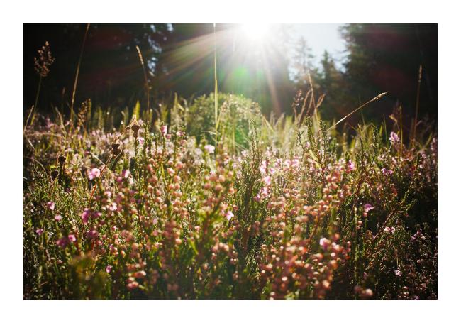 Farbbild im Querformat mit weißem Rahmen. Zu sehen ist Heidekraut mit rosa-roten Blüten zwischen grünen zweigen und die Sonne scheint leicht von oben ins Bild.