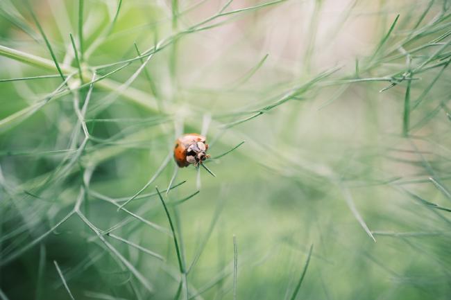 Kleiner Marienkäfer in den Blättern einer Fenchel Pflanze