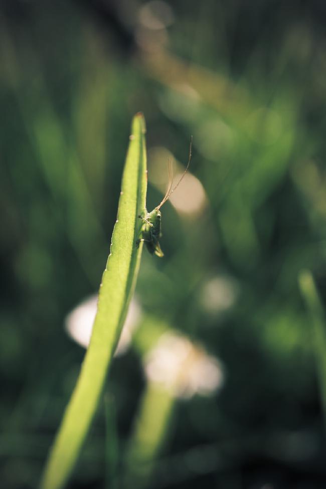 Der kleine Grashüpfer sitzt auf einem Grashalm. Im Hintergrund sieht man unscharf weiteres Gras und ein paar Gänseblümchen.