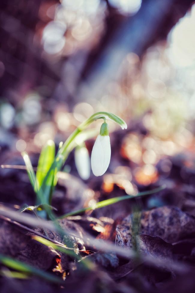 Bild von einem Schneeglöckchen zwischen braunen Blättern vom letzten Herbst.
