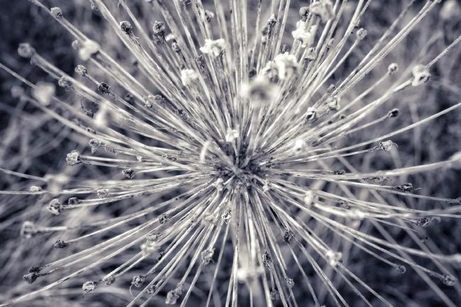 Monocromes Bild im Landscape Format. Es zeigt einen Blütenkelch mit vielen Teilen die in alle Richtungen abstehen. Die Blüte ist allerdings verblüht. es sieht ein bisschen aus wie eine übergroße Pusteblume ohne den Flaum am oberen Ende.