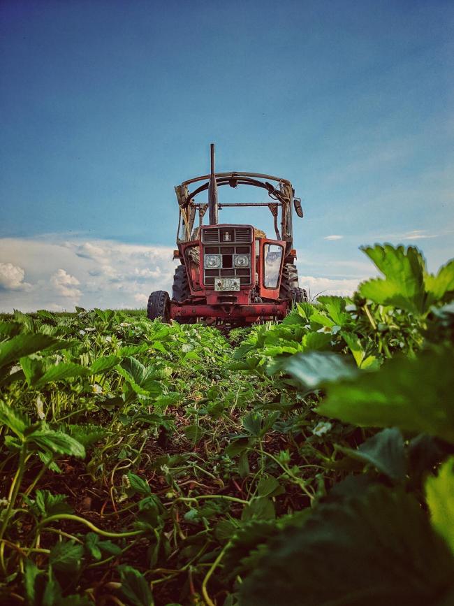 Ein roter Traktor in einem Erdbeerfeld. Aufgenommen aus Perspektive der Erdbeeren. Der Himmel im Hintergrund ist blau mit einigen Wolken.