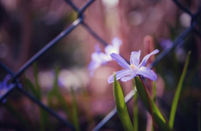 Farbbild im Landscape Format. Im rechten Drittel eine Blume mit einer blau/lila Blüte und grünen Blättern. Dahinter schon unscharf die im Vergleich großen Maschen eines Drahtzauns. Dahinter unscharf weitere Blüten , Blätter und Vegetation.
