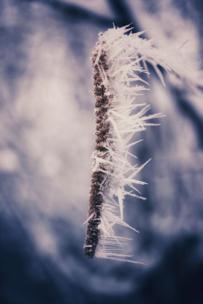 Ein Bild von einer Haselnussblüte an der nach rechts hin feine lange Eiskristalle mehr oder weniger waagerecht hängen Im Hintergrund sehr unscharf und ins bläuliche gehend Schnee und Zweige.