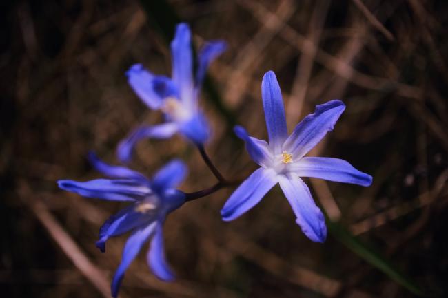 Farbbild im Landscape Format. In der Mitte sind drei blau/lila Blüten zu sehen, wobei zwei davon unscharf sind. Im ebenfalls unscharfen und dunkleren Hintergrund sieht man trockenes Gras.