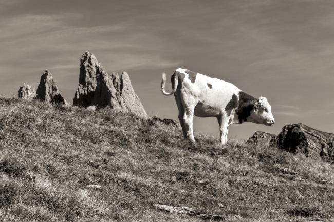Bild in Sepia Farben im Landscape Format. Das Bild zeigt etwa in der unteren Diagonalen Hälfte eine nach rechts hin abfallende Bergwiese. Auf der sichtbaren Horizontlinie steht eine braun weiße Kuh mit wedelndem Schwanz und guckt abwärts. Hinter dem Hang schauen einige Gipfel der Geislergruppe und teile der Seceda hervor. Der Himmel ist fast wolkenlos nur einige feine Wolkenbänder sind zu sehen.