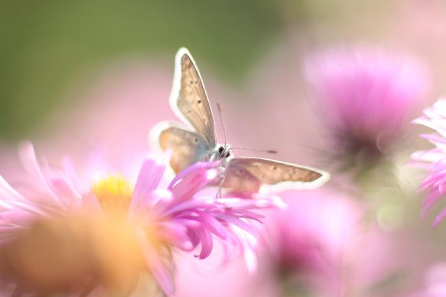 Ein Schmetterling sitzt auf einer pinken Blüte.