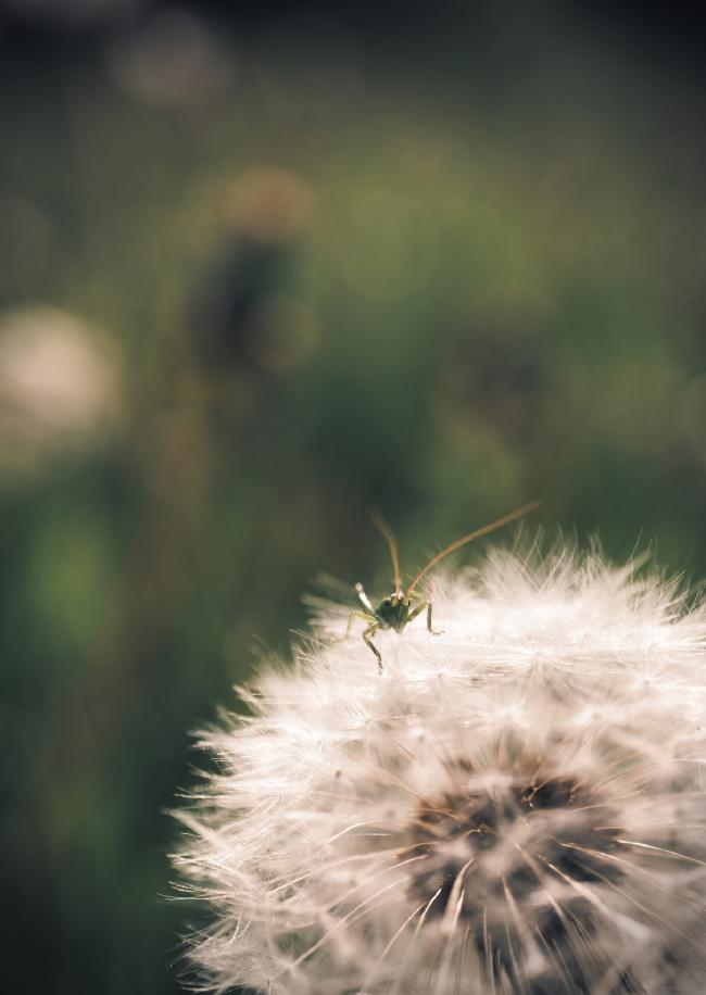 Ein sehr kleiner Grashüpfer sitzt auf einer Pusteblume