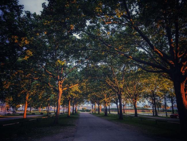 Dichte Bäume mit grünem Laub auf einem Parkplatz. Man erkennt mehrere Straßen die durch Bäume und leicht grün bewachsene Parkflächen getrennt sind. Die Stämme und Äste der Bäume werden von rechts orange von der untergehenden Sonne angeleuchtet und leuchten richtig.