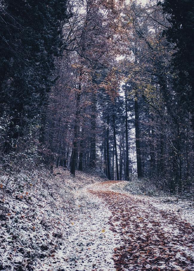 Ein Wald in dem alles mit einer dünnen Schicht Schnee bedeckt ist. Dazwischen ist noch das golden und braune Laub an Bäumen und auf dem Boden zu erkennen. Auf dem weg der sich vom rechten unteren Bildrand in die Bildmitte schlängelt ist in der Mitte das orange-braune Laub besonders gut zu erkennen und zeigt sich als Weg auf dem Weg. 