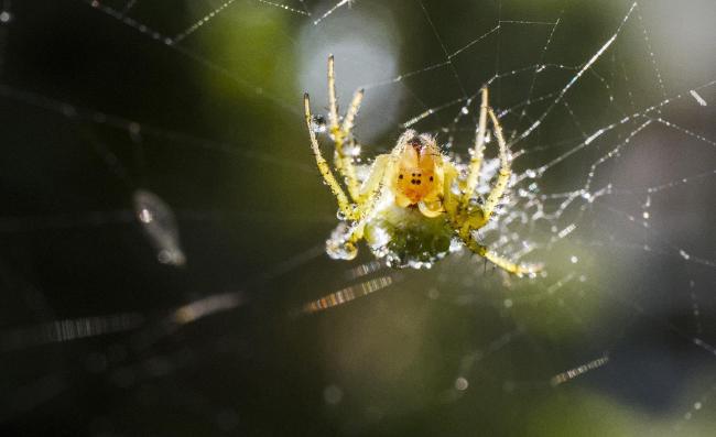 Farbbild im Landscape Format.  Es ist ein Zuschnitt vom ersten Bild um die Details besser zu sehen. Darauf zu sehen ist eine kleine grün-gelbe Spinne in ihrem Netz. Auf ihrem Körper hängen verschiedene Wassertropfen die zum Teil die Sonne reflektieren. Hier ist die Spinne von vorne abgelichtet, sodass die Reflexionen der Sonne in den Tropfen besser sieht.