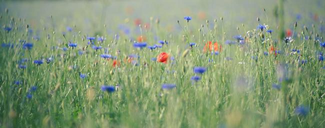 Bild einer Wiese mit blauen Kornblumen und dazwischen ein paar roten Mohnblumen