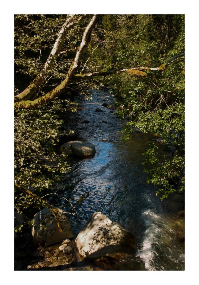 Farbbild im Hochkantformat mit weißem Rahmen. Zu sehen ist die Ill, ein  kleiner Fluss, von einer Brücke aus durch die zum Teil von Moos bewachsenen Zweige einer Birke hindurch, deren Blätter sich auf einem von der Sonne beschienen Stein am unteren Ende des Bildes abzeichnen. Auch sonst ist der Flusslauf von Bäumen gesäumt die aber nicht einzeln erkennbar sind.