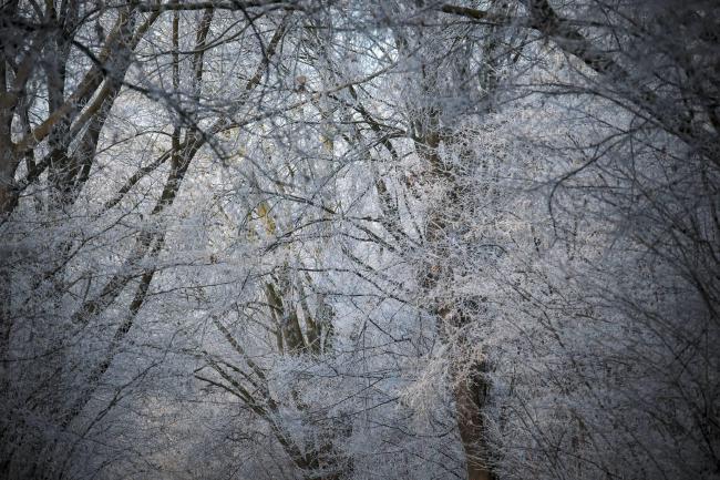 Farbbild im Landscape Format. Auf dem Bild sieht man die vielen mit einer weißen Schicht feinsten Schnees überzogenen Äste mehrerer Bäume. Es scheint ein leicht warmer Schimmer von Links auf die Äste.