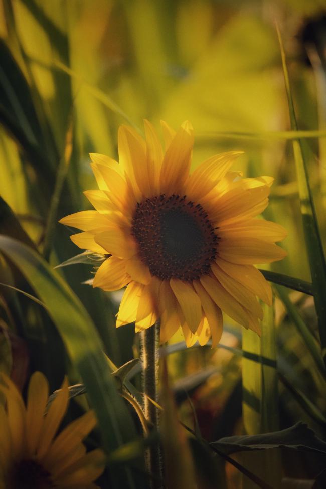 Sonnenblume zwischen Mais-Blättern.