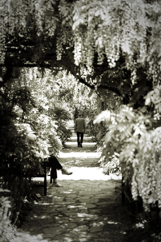 Ein Weg der Überdacht ist von hängenden Pflanzen. Auf einer Bank links im Bild sitzt etwas versteckt eine Person. Etwa in der Mitte des sichtbaren weges läuft eine Person. Auf dem Boden sind Licht und Schatten in gleichmäßigen Abständen zu sehen. Das Bild ist Schwarz-Weiß mit einem leicht warmen Ton