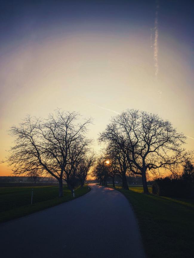 Bild von einer Straße die sich leicht kurvig  auf den Sonnenuntergang zubewegt. Die Sonne ist durch die allee-artigen noch blattlosen Bäume hindurch zu sehen und hinterlässt weiter hinten im Bild orangene Flecken auf der Straße. Diese ist von grünem Gras gesäumt. Der Himmel ist fast wolkenlos und zeigt einen Farbverlauf von bläuliche zu orange.
