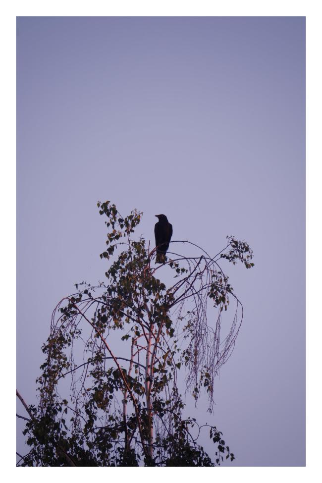 Farbbild im Portrait Format. Mittig zu sehen ist darauf eine Rabenkrähe die nach links schaut. Dabei sitzt sie auf der Krone einer Birke deren weiße Rinde vom Sonnenuntergang rot beleuchtet ist. Der Hintergrund ist der wolkenlose blaugraue Himmel.