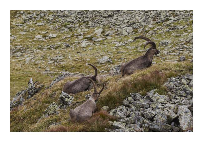 Farbbild im Querformat mit weißem Rahmen. Zu sehen sind mehrere Steinböcke von der Seite zwischen Steinen und auf einer grün-rot-bräunlichen Wiese.