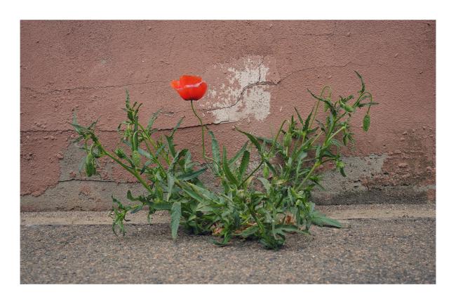 Farbbild im Landscape Format mit weißem Rahmen. Darauf zu sehen ist mittig an einer Hausfassade mit braunen und rissigem Putz eine Klatschmohn-Pflanze mit viel Grün und einer einzelnen roten Blüte. Davor noch ein Stück Gehweg. Das Bild ist aus der Höhe der Blume aus aufgenommen.