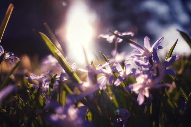 Farbaufnahme im Landscape Format. Sehr niedrig blühende Lila Blumen werden von hinten warm von der Sonne angeleuchtet. Die Blumen sind unterschiedlich scharf und befinden sich zwischen Grashalmen. 