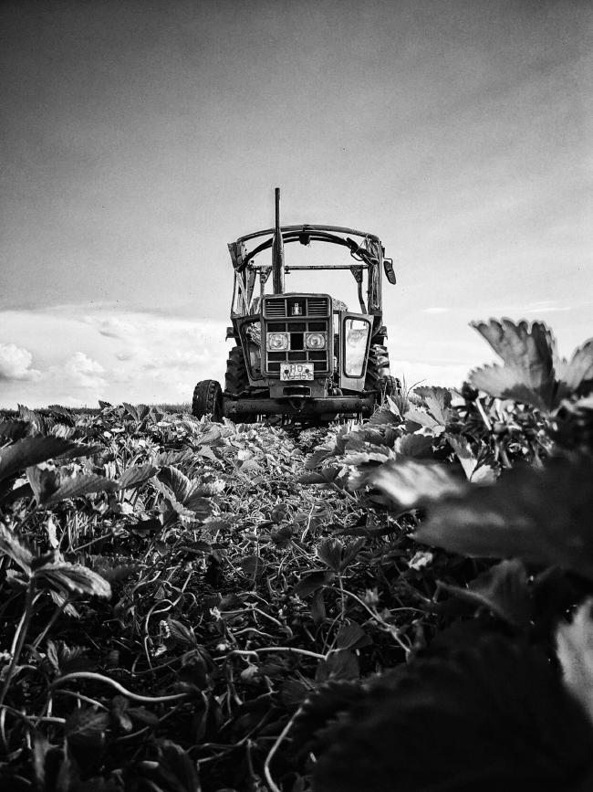 Schwarz-Weiß Bild: Ein Traktor in einem Erdbeerfeld. Aufgenommen aus Perspektive der Erdbeeren. Der Himmel im Hintergrund ist klar mit einigen Wolken.