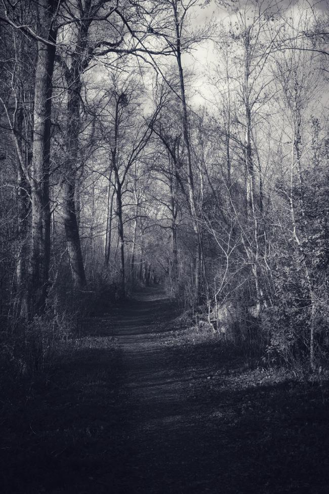 Schwarz-Weiß Bild im Portrait Format. Der Blick folgt Richtung Bildmitte einem Weg der komplett von Bäumen und Büschen umrahmt ist. Die Schatten sind schon länger und die Bäume werden relativ flach von Links von der Sonne beschienen.
