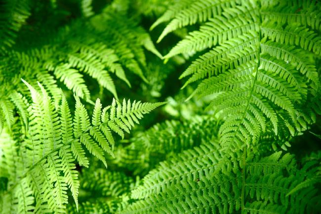 Bild von vielen knallgrünen Farnblättern die sich quasi Fraktal überlagern und einen grünen Tunnel ergeben.