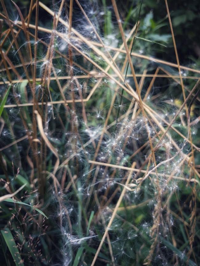 In einem auf dem Bild nicht sichtbaren Spinnennetz haben sich viele weiße Flugsamen gesammelt und wirken ein bisschen wie Sterne. Das Netz spannt sich chaotisch zwischen teilweise abgebrochenen gelben langen und ebenfalls chaotischen Grashalmen. Im Hintergrund unscharf grünes Gras und grünes Buschwerk