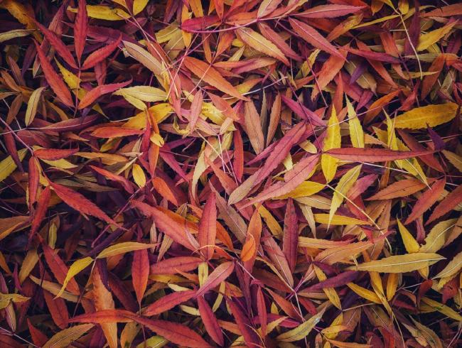 Bild von vielen, länglichen Blättern in allen Farbtönen zwischen gelb und rot. Die Blätter liegen so dicht, dass man den Boden nicht sieht.