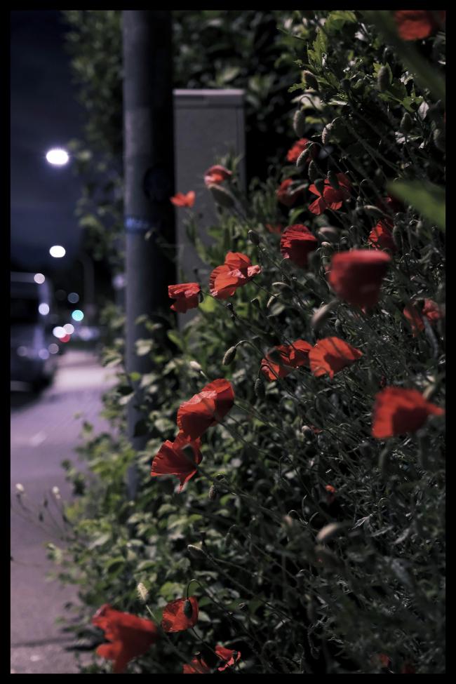 Farbbild mit schwarzem Rahmen im Portrait Format. Zu sehen sind viele Mohnblumen am Rande einer Straße. Links sieht man den Gehweg und ein paar angeschnittene geparkte Fahrzeuge. In den rechten zwei Drittel sieht man insbesondere viel Grün mit vielen roten Mohnblumen die aus einem Vorgarten rage der nicht zu sehen ist. Außerdem ist leicht links der Mitte ein Laternenmast zu sehen. Der Gehweg und die Blumen sind vom Laternenlicht angestrahlt was dem ganzen eher mattere aber auch leicht surreale Farben gibt. Links sind auch einige leuchtende Laternen zu sehen. Der Himmel ist dunkel blaugrau aber auch kaum zu sehen.