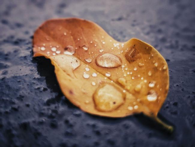 Ein goldgelbes Blatt auf einem nassen grauen Untergrund. Auf dem Blatt sind viele verschieden große Wassertropfen.