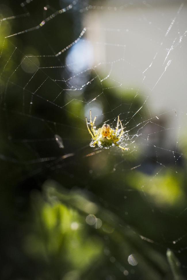 Farbbild im Portrait Format. Darauf zu sehen ist eine kleine grün-gelbe Spinne in ihrem Netz. Auf ihrem Körper hängen verschiedene Wassertropfen die zum Teil die Sonne reflektieren. Hier ist die Spinne von vorne abgelichtet, sodass man den Kopf gut sieht.