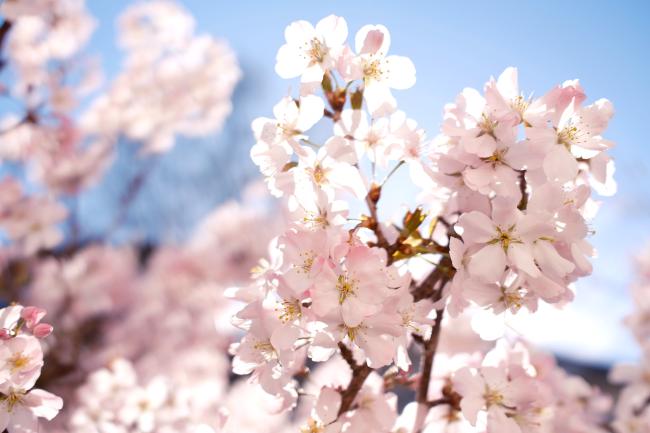 Farbbild im Landscape Format. Weis-rosa Blüten vor einem blauen Himmel. 