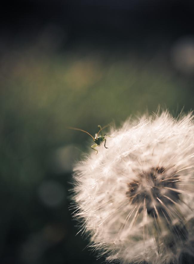 Ein sehr kleiner Grashüpfer sitzt auf einer Pusteblume