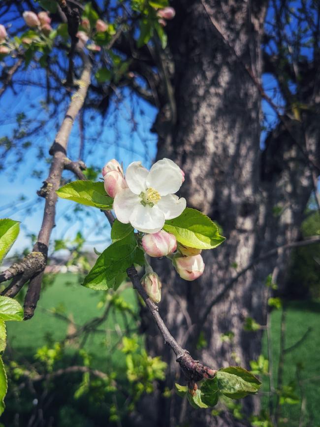 Im Vordergrund eine blühende Apfelblüte zusammen mit ein Paar geschlossenen und Blättern drum rum. Im Hintergrund leicht unscharf ein knorrigen alter Stamm und blauer Himmel.