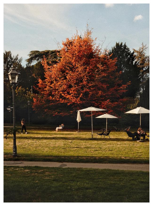 Farbbild im Hochformat mit weißem Rahmen. Zu sehen ist eine Wiese in einem Park mit einem Weg im Vordergrund und einer Laterne Links. Dahinter auf einer Wiese die von der Sonne beschienen wird stehen ein paar Stühle und weiße Schirme. Dahinter steht ein wunderschöner orange-roter Baum.