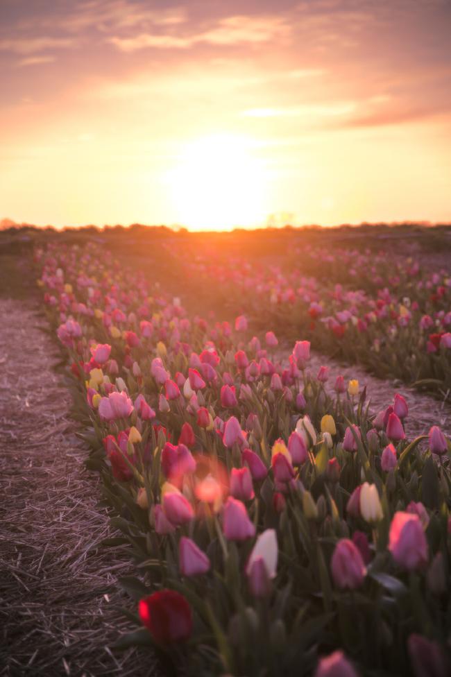 Blick über eine Reihe von Tulpen in gelb, rot und rosa. Weiter hinten sind noch weitere Reihen zu erkennen. Dazwischen liegt Stroh. Im Hintergrund geht gerade die Sonne unter.