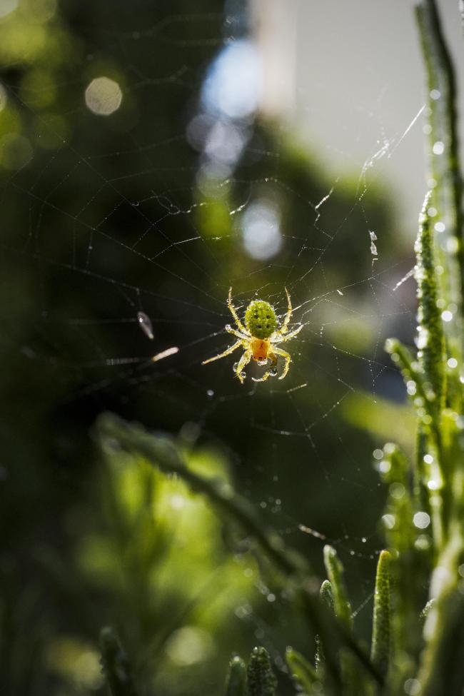 Farbbild im Portrait Format. Darauf zu sehen ist eine kleine grün-gelbe Spinne in ihrem Netz. Auf ihrem Körper hängen verschiedene Wassertropfen die zum Teil die Sonne reflektieren. Hier ist die Spinne von oben abgelichtet, sodass man den Körper gut sieht und die Wassertropfen darauf. Rechts sieht man ein paar Spitzen vom Rosmarin in dem das Netz war.