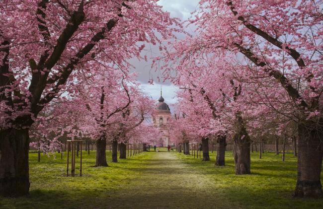 Farbbild im Landscape Format. Blick durch eine Allee aus Kirschbäumen (Japanische Zierkirsche) auf einer grünen Wiese im Schlosspart Schwetzingen. Dahinter erkennt man die fake Moschee die dort steht. Die Kirschbäume blühen in einem wunderschönen Rosa Ton.