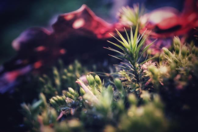 Makroaufnahme von Moos. Ein Teil davon sieht fast schon aus wie eine kleine Palme. Dahinter liegt ein rotbraun schimmerndes Blatt im Unscharfen Bereich.
