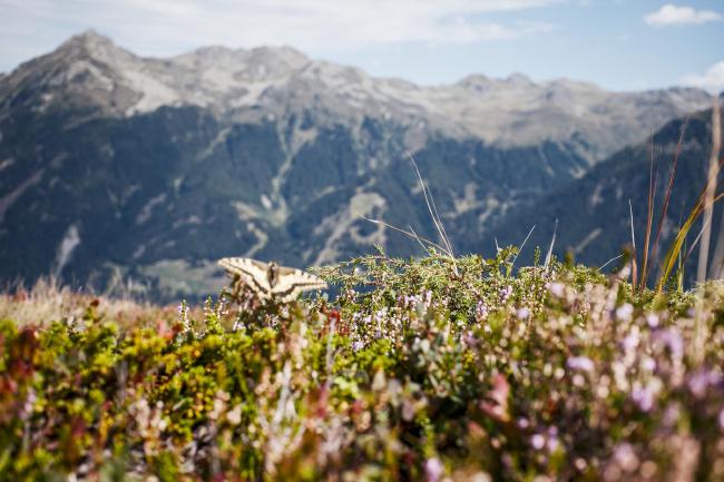 Farbbild im Querformat. Zu sehen ist der Blick über unscharfes Heidekraut und Blaubeerbüsche und leicht links der Mitte ist ein unscharfer Schwalbenschwanz Schmetterling zu sehen. Dahinter die Gipfel der anderen Talseite.