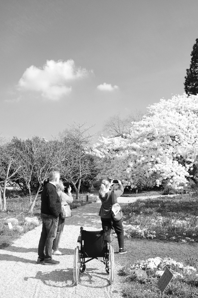 Schwarz-Weiß Bild im Portrait Format. Mehrere Menschen stehen auf einem Kiesweg und Fotografieren einen Kirschbaum in voller weißer Blüte. Außerdem steht hinter den Menschen ein Rollstuhl, allerdings ist dieser Leer. Der Kirschbaum ist Rechts in der Bild Mitte angeschnitten zu sehen. Der Himmel ist klar bis auf eine kleine Wolke.