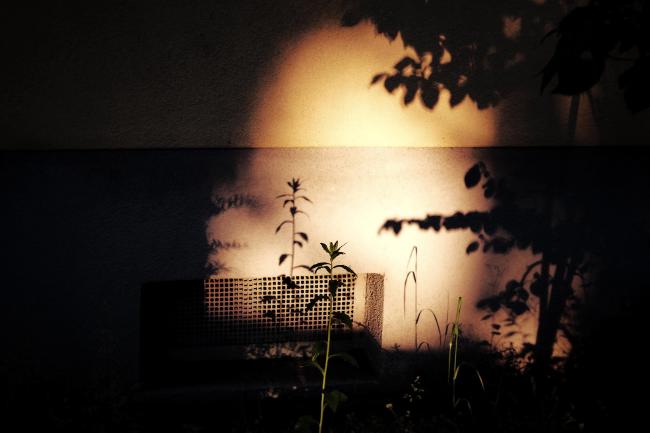 Farbbild im Landscape Format. Zu sehen ist ein dunkles Bild mit einem unförmigen goldenen Lichtfleck leicht rechts der Mitte. Am Rand dieses Flecks snd rechts Blätter als Silhouette zu sehen. In der Bildmitte sieht man eine einzelne Pflanze im Profil und auf der dahinter liegenden Hauswand als Schatten. Die Hauswand ist im oberen Drittel soweit zu erkennen Geld, in den unteren zwei Dritteln grau. Hinter der Pflanze ist ein Kellerfenster zu sehen.