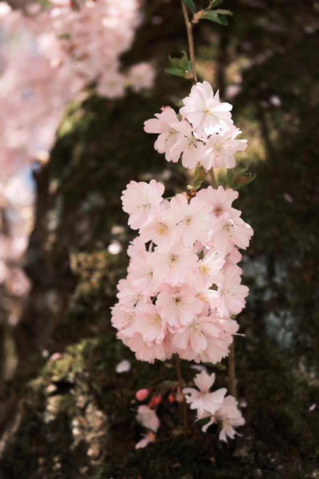 Farbbild im Portrait Format. Ein kleiner Zweig voller rosa Kirschblüten wächst aus einem unscharfen mit Moos bewachsenen Stamm. Links oben erkennt man im Hintergrund mehr Kirschblüten 